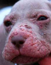 Can You Get Molluscum From A Dog Can You Get Molluscum From A Dog