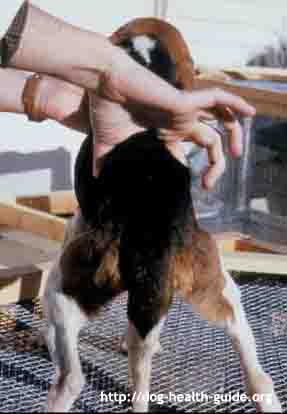 symptoms of poisoning in dogs salmon poisoning in dogs symptoms and treatment symptoms of poisoning in dogs salmon poisoning in dogs symptoms and treatment