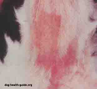 Dog Yeast Infection Treatment Tips, Pictures and Descriptions