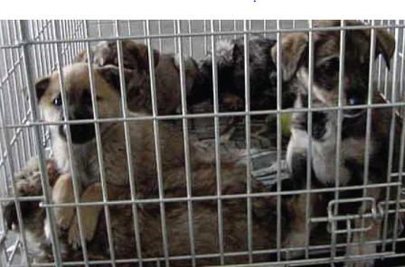 puppies in kennel can catch and spread dog colds due to close proximity