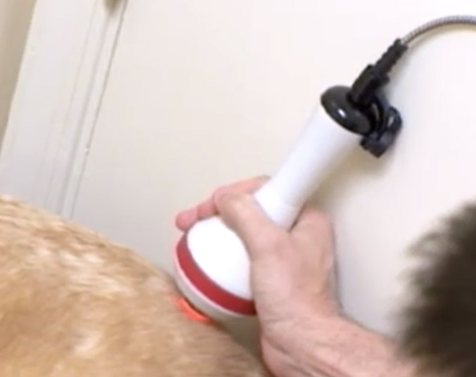 dog laser treatment on back