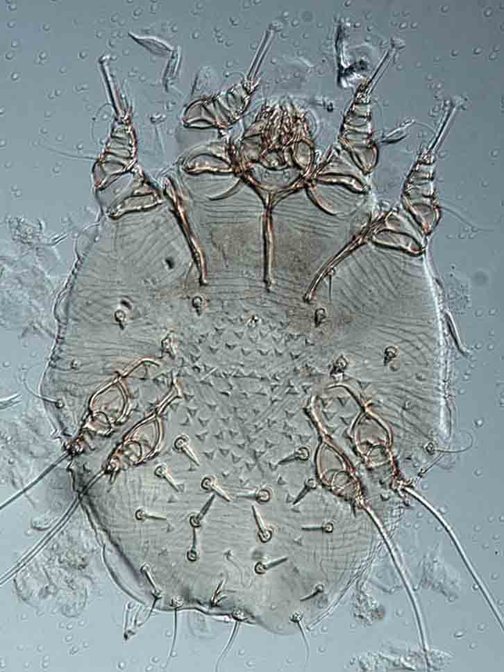 Canine Scabies Treatment Tips For Fast Recovery