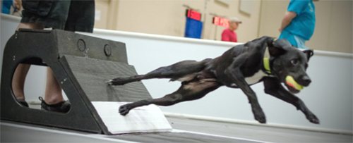 dog playing on a flyball course