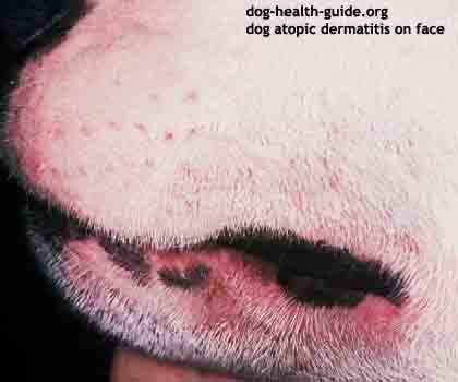 atopy dog dermatitis atopic skin face terrier bull allergies canine health guide