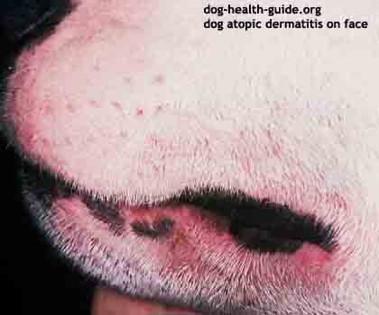 Dog Atopy Allergies and Skin dogskinpimples 9