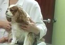 dog blood pressure monitor - example in vets office - 208px x 146px