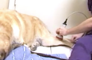 laser treatment on dog leg