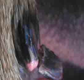 dog nail tear - 273px x 263px - example 1