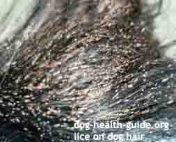 lice on dog hair