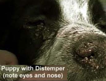 distemper symptoms in puppies animal distemper in dogs vaccination and treatment distemper symptoms in puppies animal distemper in dogs vaccination and treatment