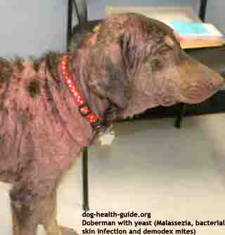 pets diseases