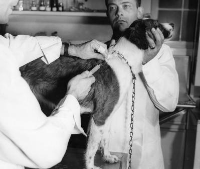 how often should dogs get rabies bite rabies signs and symptoms how often should dogs get rabies bite rabies signs and symptoms