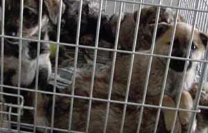 puppies in kennel can catch and spread dog colds due to close proximity