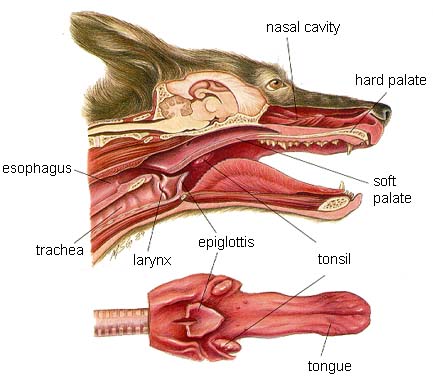 Diagram of Dog Mouth