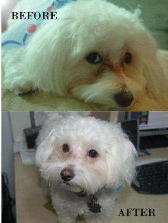 Dog Tear Stains Before And After