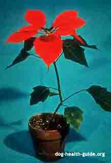 poinsettia and dogs plant poisonous to dogs list symptoms and treatment poinsettia and dogs plant poisonous to dogs list symptoms and treatment
