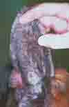 dog ear scabies - example 1 - 100px x 155px