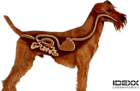 giardia in dogs giardia in dogs giardia in dogs giardia in dogs