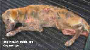 signs of mange in dogs signs of mange symptoms signs of mange in dogs signs of mange symptoms
