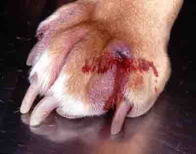 irritated paws swollen paw care pictures and tips irritated paws swollen paw care pictures and tips