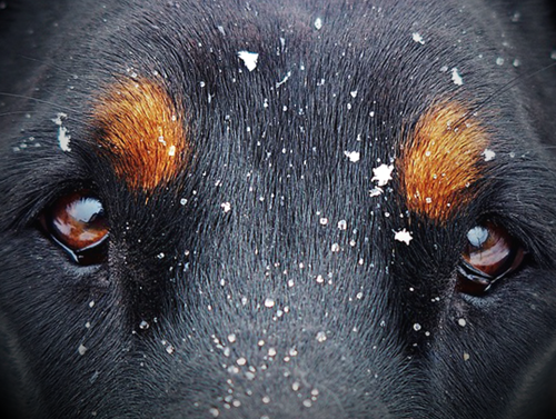 dog staring with eyes