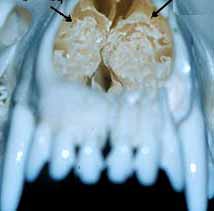 dog cold nasal passages - example 1