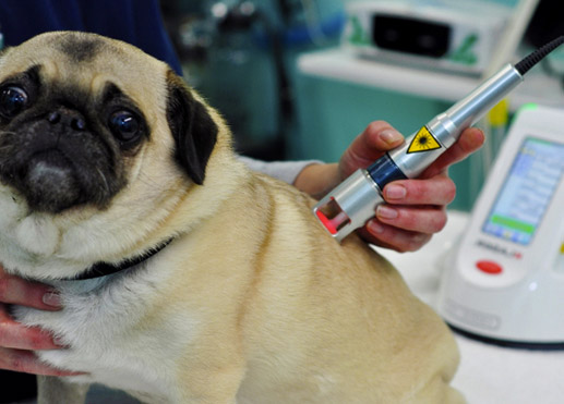 dog being treated with laser for back pain