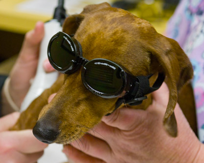 dog elbow laser treatment
