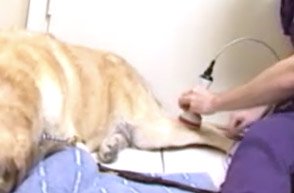 laser treatment on dog leg
