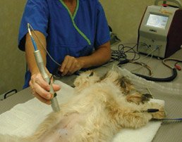 dog back laser therapy