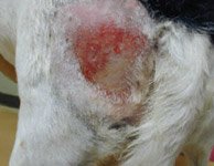 dog hot spot on skin