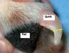 dog nail trimming - 243px - 188px - example 4