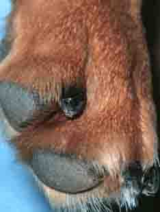 dog nails - 234px x 309px - example 3