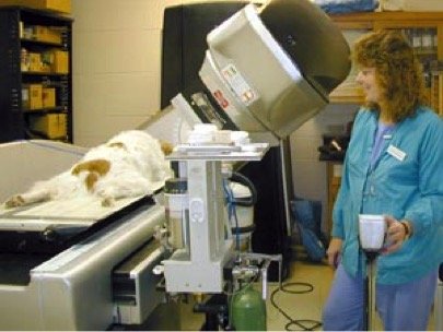 dog radiation therapy - example 2 - 341px x 266px