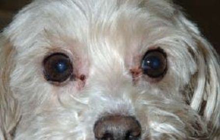 shih tzu tear stain remedies tear stain home and the counter remedies shih tzu tear stain remedies tear stain home and the counter remedies