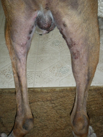 hypothyroidism canine