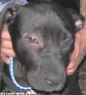 demodectic red mange