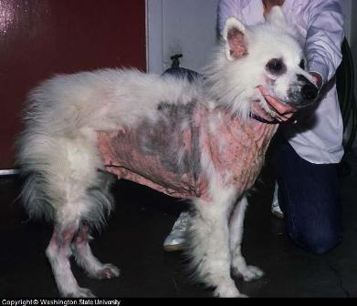 itch medicine for dogs skin itch causes and treatment itch medicine for dogs skin itch causes and treatment