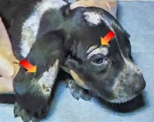 ringworm pictures on dogs ringworm in dogs pictures and treatment options ringworm pictures on dogs ringworm in dogs pictures and treatment options