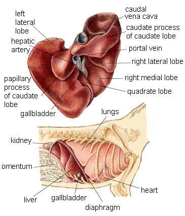 Dog Enlarged Liver Diet