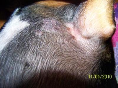 What are some symptoms of a staph skin infection in dogs?