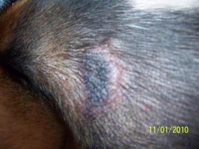 What are some symptoms of a staph skin infection in dogs?