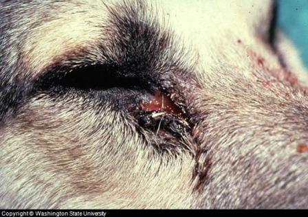 What are some common eye problems in dogs?