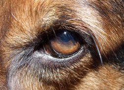 Example of a Dog Eye Infection