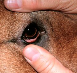 What are some common eye problems in dogs?