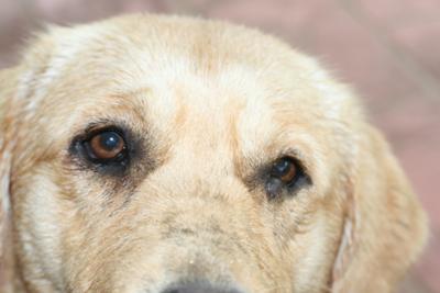 Dog Eye Inflammation and Lump on Dog Eye