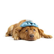 Dogs and robitussin hotsell