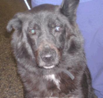 dog pemphigus recovery