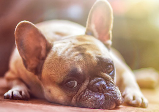 dog feeling ill