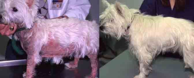 dog skin disorders